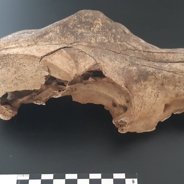 Dog cranium found at Davies' Bear Garden. Photo: Lizzie Wright