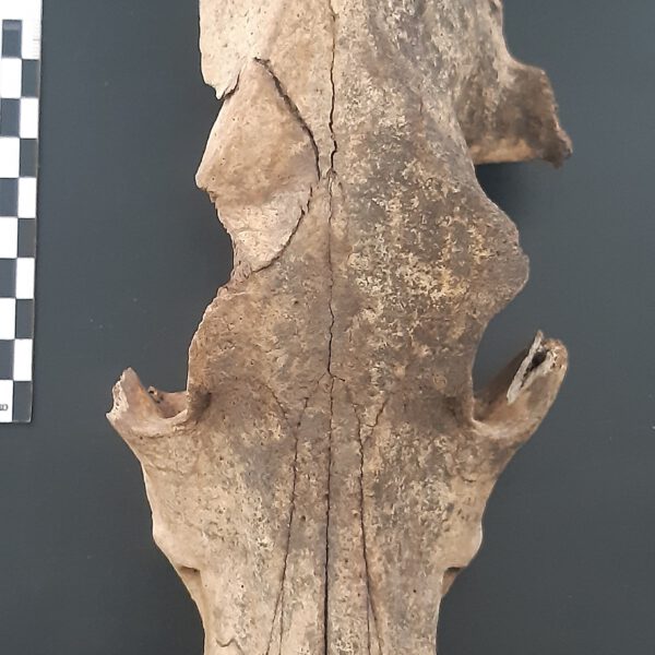 Dog cranium found at Davies' Bear Garden. Photo: Lizzie Wright