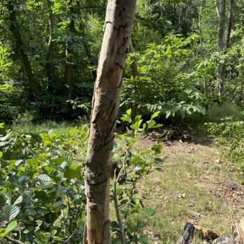 Picture of a tree with some slashes in the bark with greenery surrounding