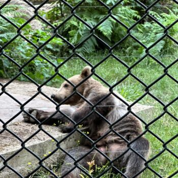 A brown bear lies on its side with its belly exposed on a concrete slab, with fencing in the way, surrounded by grass and foliage.