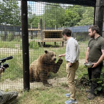 A man in a grey shirt and tan trousers and trainers feeds something to a large brown bear through a fence. Behind the man in grey is a man with a beard wearing a green t shirt and holding a bowl. On the right, another man holds a camera.