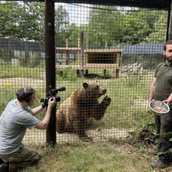 A large brown bear with its left front paw on the wiring looks towards a man in a green t shirt holding a bowl of treats. On the left, another man holds a camera.